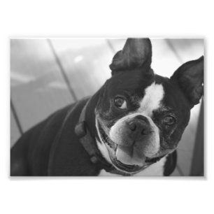 Foto Terrier de Boston