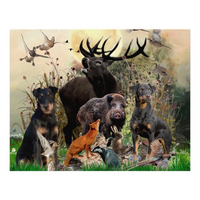 Foto Terrier de caza alemán (Jagdterrier) (Frente)