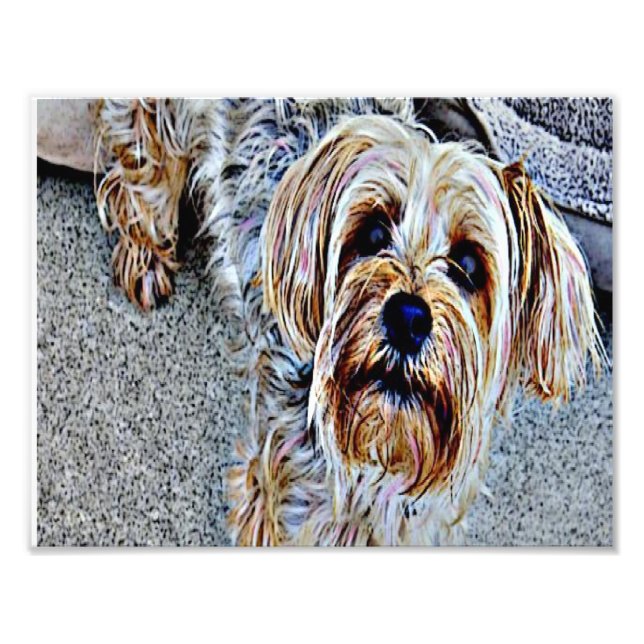 Foto Terrier de Yorkshire (Frente)