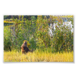 Foto Teton Bear Eating Berries, Wyoming