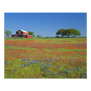 Foto Texas, Texas Hill Country, pincel de Texas