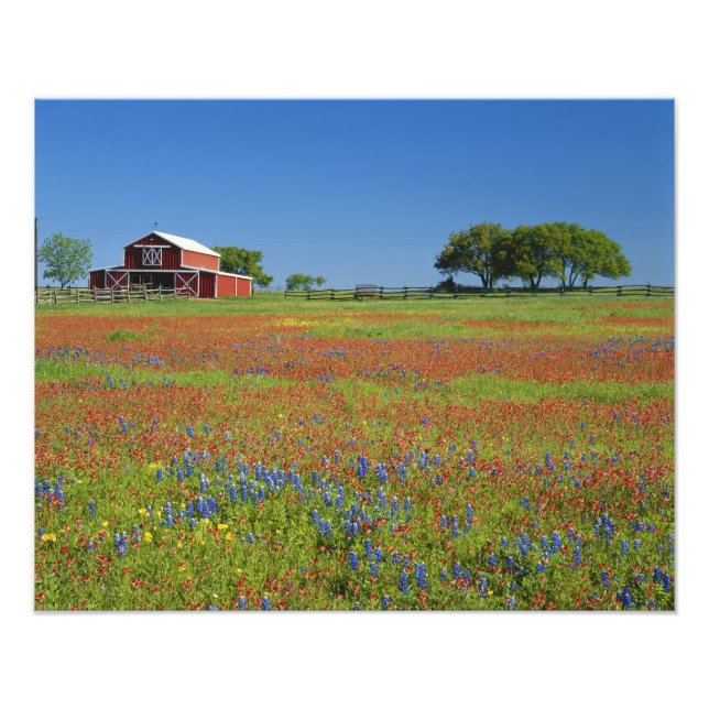 Foto Texas, Texas Hill Country, pincel de Texas (Frente)