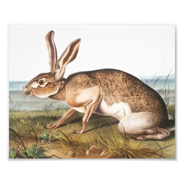 Foto Texian Hare (Lepus Texianus) Ilustracion de conejo (Frente)