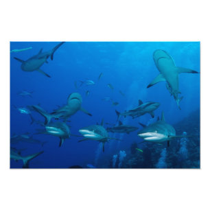 Foto Tiburón de arrecife Gran Barrera de Coral Mar del