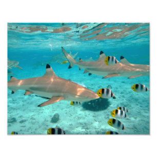 Foto Tiburones en la laguna de Bora Bora