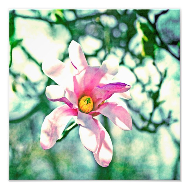 Foto Tiffany Magnolia (Frente)