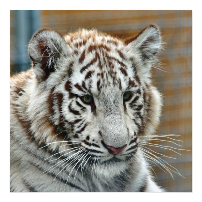 Foto Tigre20151001 (Frente)