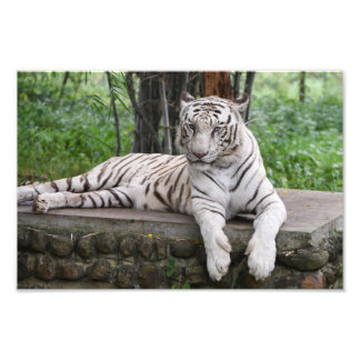 Foto Tigre blanco bengalí