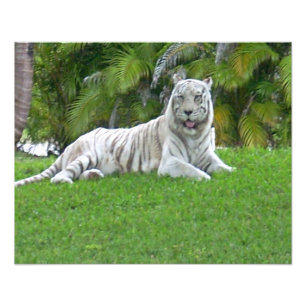 Foto Tigre Blanco Descansando en Hierba Iluminada por e
