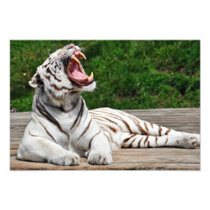 Foto Tigre Blanco, Tigre de Bengala Impresión Fotográfi