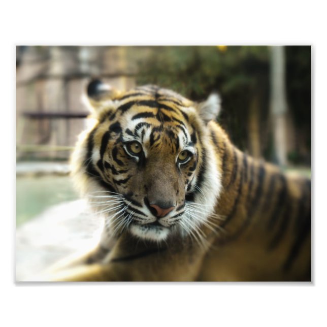 Foto Tigre de Bengala (Frente)