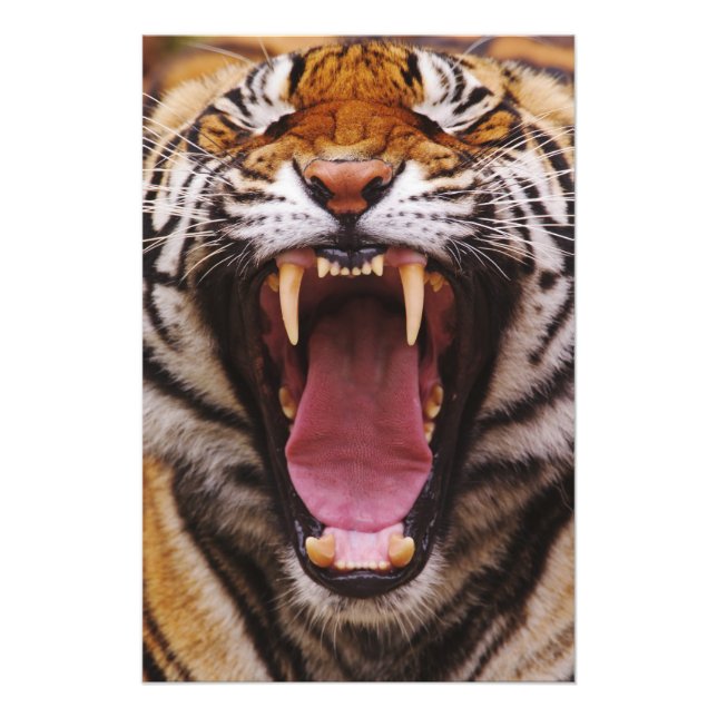 Foto Tigre de Bengala, Panthera tigris (Frente)