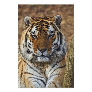 Foto Tigre de Bengala, Panthera tigris, Louisville Zoo,