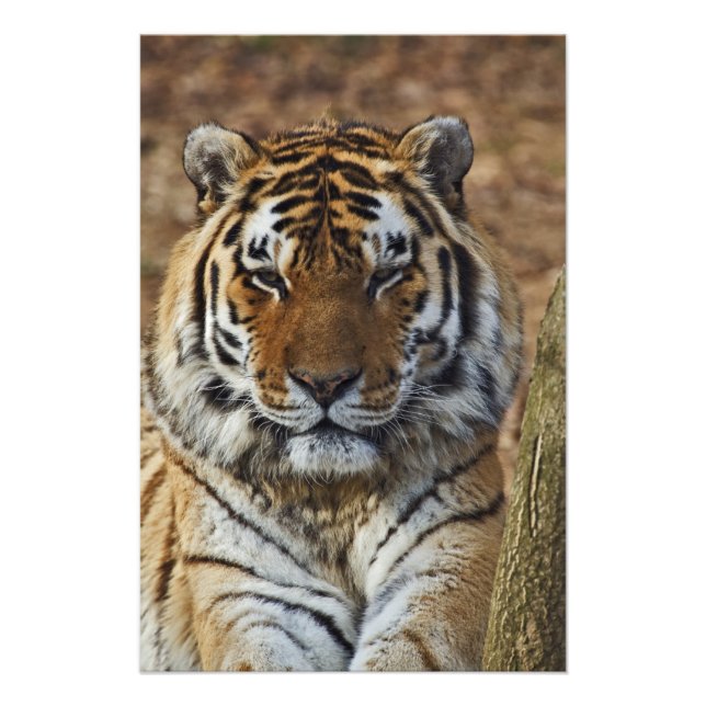 Foto Tigre de Bengala, Panthera tigris, zoológico de Lo (Frente)