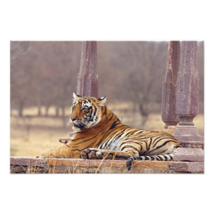 Foto Tigre de Bengala Real en el ceaph,