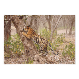 Foto Tigre de Bengala Real subiendo al árbol,