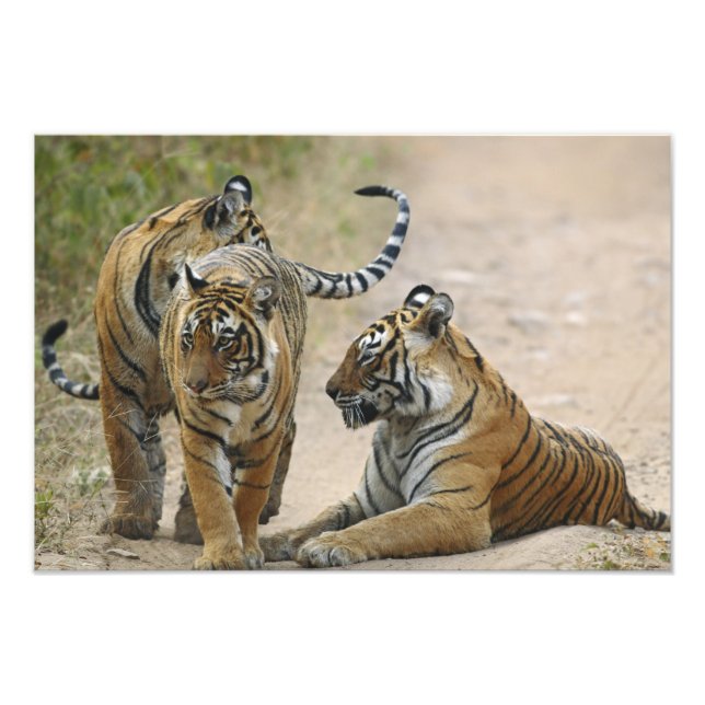 Foto Tigre de Bengala Real y crías, Ranthambhor (Frente)
