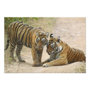 Foto Tigre de Bengala Real y joven - Tocándose por dela