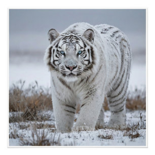 Foto Tigre de nieve blanca