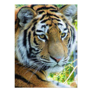 Foto Tigre de Siberia, Tigre de Amur Papel Fotográfico