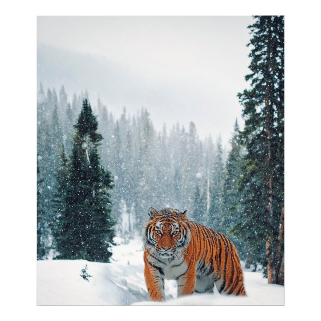Foto tigre en la nieve (Frente)