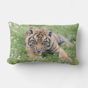 Foto tigre gato, animales. arrojar almohada