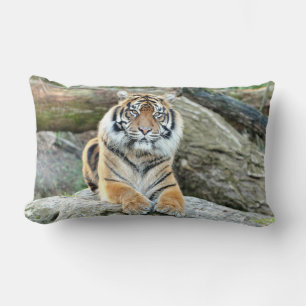 Foto tigre gato, animales. arrojar almohada
