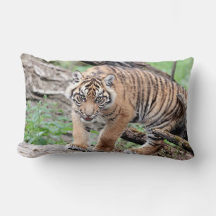 Foto tigre gato, animales. arrojar almohada