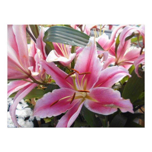 Foto Tigre rosa Lilies (Frente)