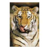 Tigre Zoológico de Michigan