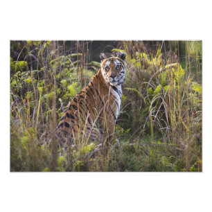 Foto Tigres de Bengala en la hierba alta, tratando de c