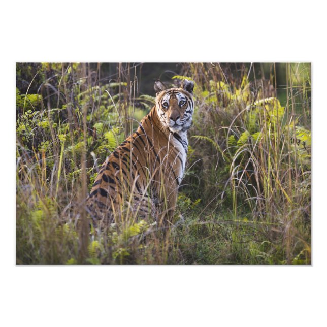 Foto Tigres de Bengala en la hierba alta, tratando de c (Frente)