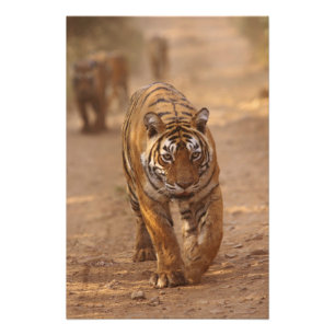 Foto Tigres reales de Bengala en la pista, Ranthambhor