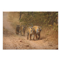 Tigres reales de Bengala en movimiento, Ranthambho