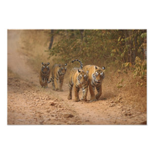 Foto Tigres reales de Bengala en movimiento, Ranthambho