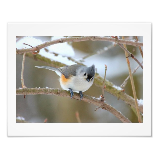 Foto Titmouse (Frente)
