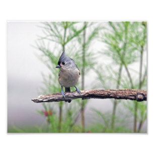Foto Titmouse copetudo