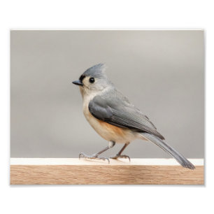 Foto Titmouse copetudo 10x8