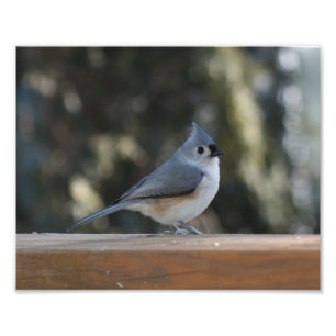 Foto Titmouse copetudo con el penacho para arriba