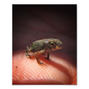 Foto Toad de bebé pequeño/Tadpole