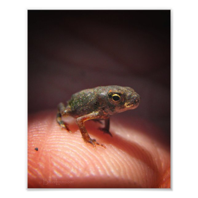 Foto Toad de bebé pequeño/Tadpole (Frente)