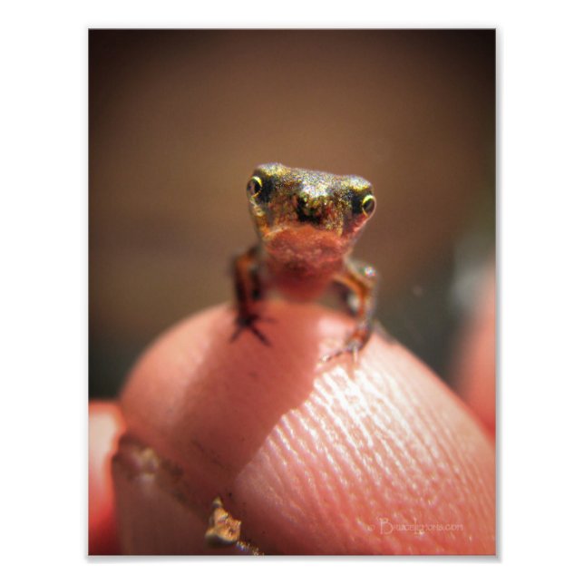 Foto Toad para bebés / Tadpole (Frente)