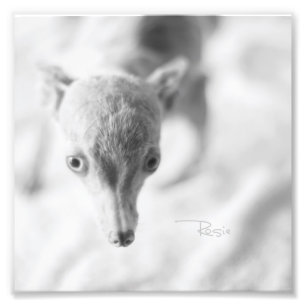 Foto Todo Rosie Photo