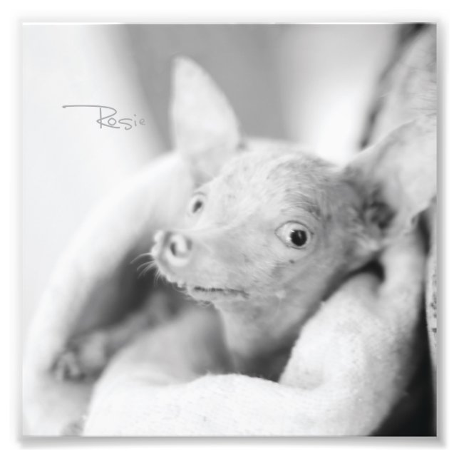 Foto Todo Rosie Photo (Frente)