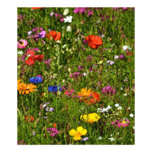 Foto todo tipo de flores hermosas