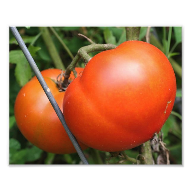 Foto Tomates De Jardín Rojo En El Vino 8x10 (Frente)