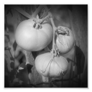 Foto Tomates En El Vino Negro Y Blanco 8x8