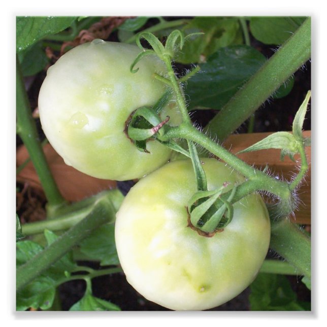 Foto Tomates verdes (Frente)