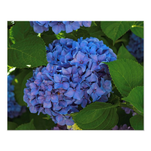 Foto Tonos Azules - La Hydrangea Azul (Frente)
