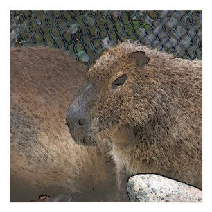 Foto toony Capibarah